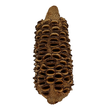 Banksia kongle 18-24 cm
