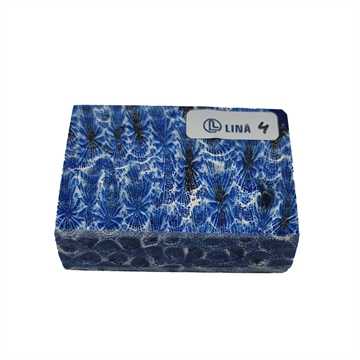 Stabilisert Fossil Korall