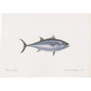 Litografi - Atlantisk Tunfisk
