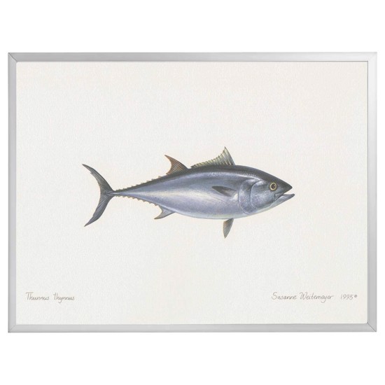 Litografi med ramme - Atlantisk Tunfisk