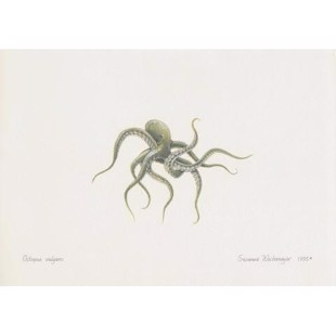 Litografi - blekksprut