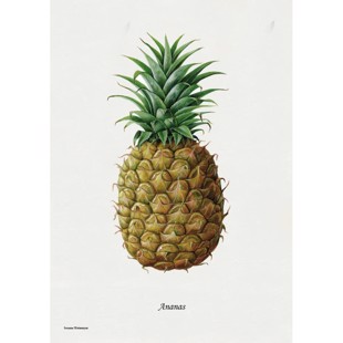 Litografi - Ananas