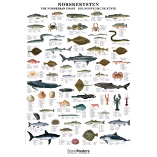 Norsk Kystfisk-plakat