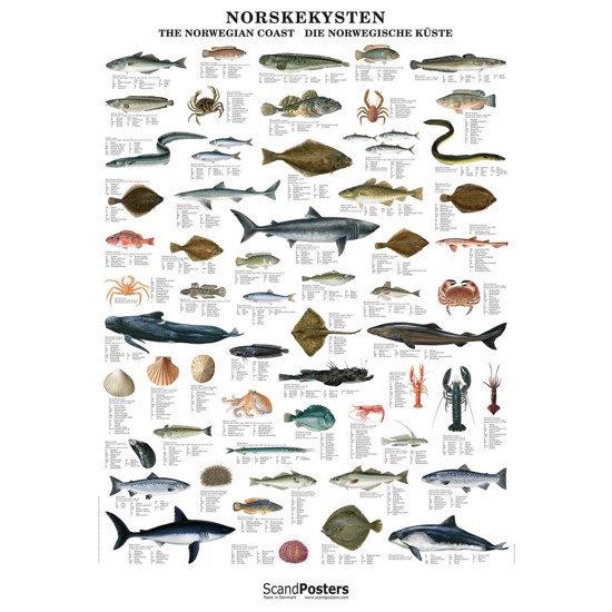 Plakat - Norskekystens fisk - UTEN