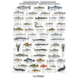 Ferskvannsfisk Plakat