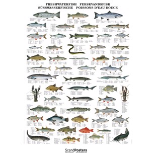 Ferskvannsfisk Plakat