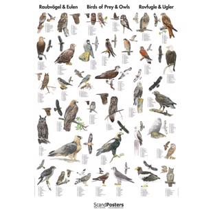 Plakat med rovfugler og ugler