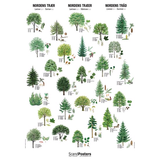 Plakat - Nordiske trær - UTEN