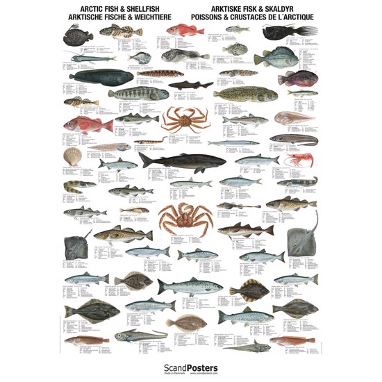 Plakat - Arktisk fisk og skalldyr - UTEN