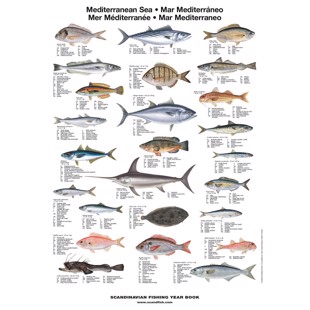 Middelhavets Fisk Plakat - Liten