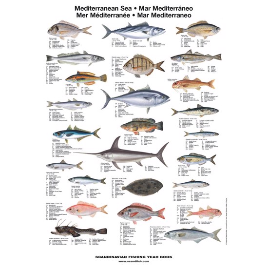 Plakat - Middelhavsfisk - Liten - UTEN