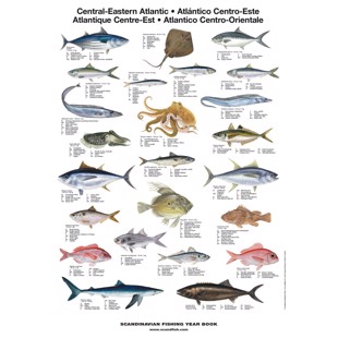 Sentral-Østlige Atlanterhavs Fisk Plakat