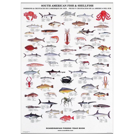Plakat - Søramerikansk fisk  Skalldyr 