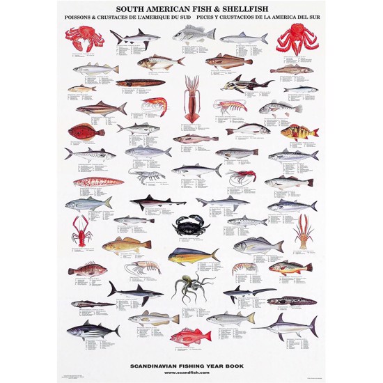 Søramerikansk Fisk & Skalldyr Plakat