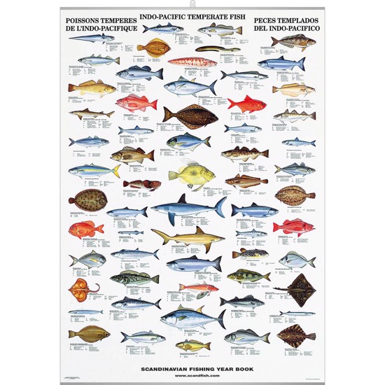 Plakat - Stillehavets Tempererte Fisk