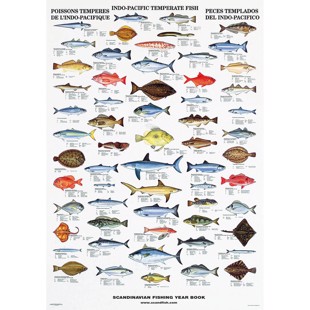 Stillehavet Tempererte Fisk Plakat