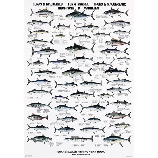 Tunfisk og Makrell plakat