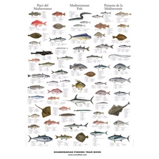 Plakat - Middelhavets Fisk - UTEN