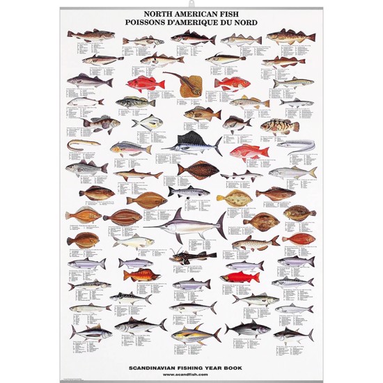 Plakat - Nordamerikansk fisk - MED
