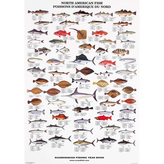 Plakat - Nordamerikansk fisk - UTEN