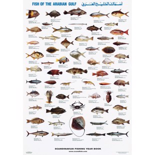 Den Arabiske Golfs Fisk Plakat