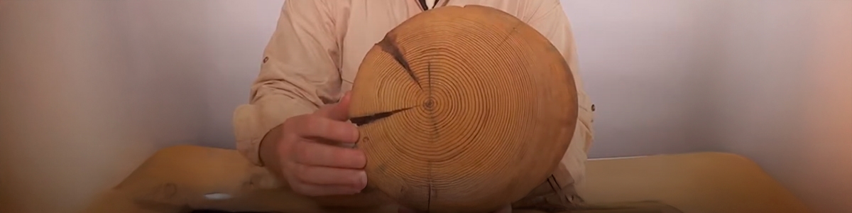Tell årringer og finn treets alder