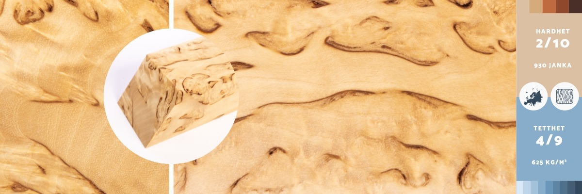 Treslaget masurbjørk